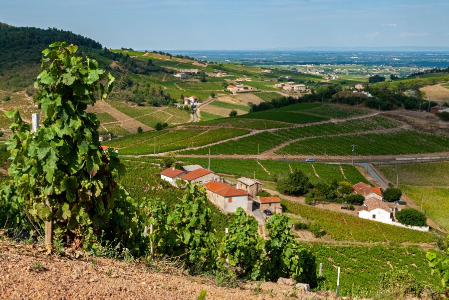 Découvrez les cépages du Beaujolais : une richesse viticole unique