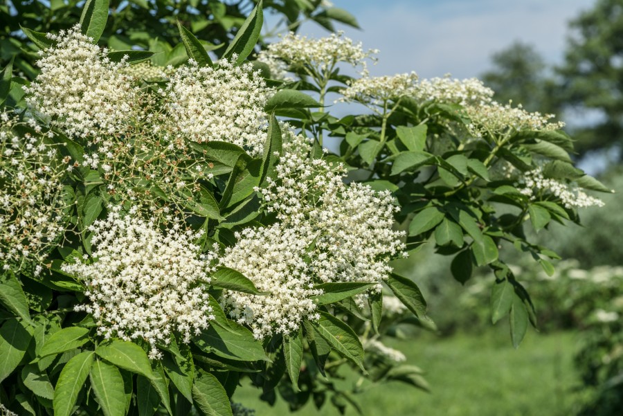 Comment choisir les fleurs de sureau pour faire du vin ?