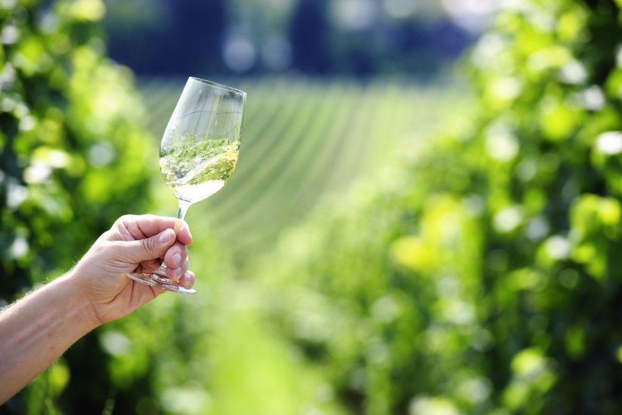 Pinot Grigio : Tout savoir sur ce vin blanc italien