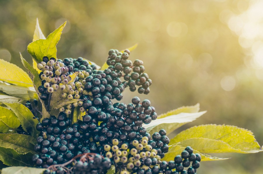 Quelle est la recette traditionnelle du vin de sureau ?