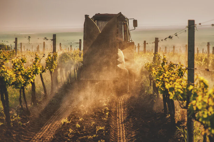 Quelles sont les étapes de la vinification du vin rouge ?