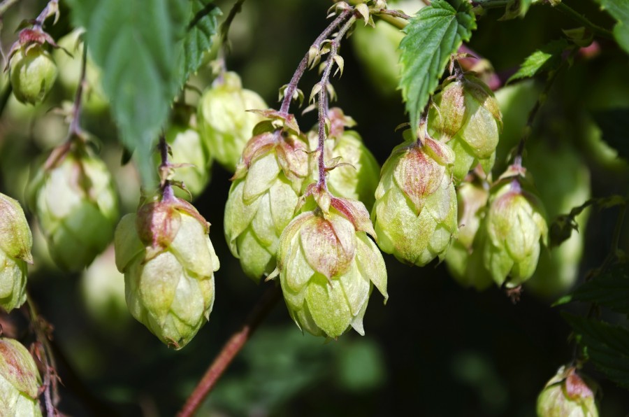 Qu'est-ce que le houblon et comment est-il utilisé dans la fabrication de la bière ?